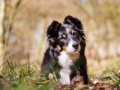 Hundefotografie_Marburg_Tierfotografie_Hund_Border_Collie_Mischling_Maggy_tricolor_Wald_Hundemaedchen (5)