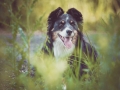 Border_Collie_Mischling_Maggy_tricolor_Huendin_Marburg_Hund_Hundefotografie_Fotografin_Christine_Hemlep (1)