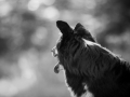 Border_Collie_Mischling_Maggy_tricolor_Huendin_Marburg_Hund_Hundefotografie_Fotografin_Christine_Hemlep (8)