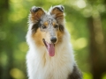 Langhaarcollie_Rough_Collie_bluemerle_Gaia_Huendin_Marburg_Hund_Hundefotografie_Fotografin_Christine_Hemlep (1)