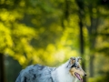 Langhaarcollie_Rough_Collie_bluemerle_Gaia_Huendin_Marburg_Hund_Hundefotografie_Fotografin_Christine_Hemlep (19)