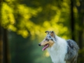 Langhaarcollie_Rough_Collie_bluemerle_Gaia_Huendin_Marburg_Hund_Hundefotografie_Fotografin_Christine_Hemlep (21)