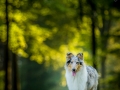 Langhaarcollie_Rough_Collie_bluemerle_Gaia_Huendin_Marburg_Hund_Hundefotografie_Fotografin_Christine_Hemlep (25)