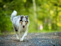 Langhaarcollie_Rough_Collie_bluemerle_Gaia_Huendin_Marburg_Hund_Hundefotografie_Fotografin_Christine_Hemlep (5)