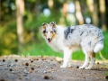 Langhaarcollie_Rough_Collie_bluemerle_Gaia_Huendin_Marburg_Hund_Hundefotografie_Fotografin_Christine_Hemlep (9)