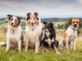 Hundemaedchen_Maggy_Gaia_Langhaarcollie_Border_Collie_Mischling_Wanderung_Hohesrodskopf_Hundefreunde_Forum_Vogelsberg_Spaziergang (1)