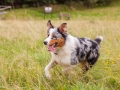 Hundemaedchen_Maggy_Gaia_Langhaarcollie_Border_Collie_Mischling_Wanderung_Hohesrodskopf_Hundefreunde_Forum_Vogelsberg_Spaziergang (18)