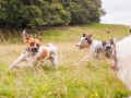 Hundemaedchen_Maggy_Gaia_Langhaarcollie_Border_Collie_Mischling_Wanderung_Hohesrodskopf_Hundefreunde_Forum_Vogelsberg_Spaziergang (21)