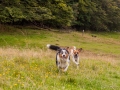 Hundemaedchen_Maggy_Gaia_Langhaarcollie_Border_Collie_Mischling_Wanderung_Hohesrodskopf_Hundefreunde_Forum_Vogelsberg_Spaziergang (27)