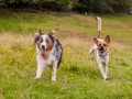 Hundemaedchen_Maggy_Gaia_Langhaarcollie_Border_Collie_Mischling_Wanderung_Hohesrodskopf_Hundefreunde_Forum_Vogelsberg_Spaziergang (28)