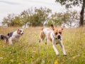 Hundemaedchen_Maggy_Gaia_Langhaarcollie_Border_Collie_Mischling_Wanderung_Hohesrodskopf_Hundefreunde_Forum_Vogelsberg_Spaziergang (32)