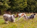 Hundemaedchen_Maggy_Gaia_Langhaarcollie_Border_Collie_Mischling_Wanderung_Hohesrodskopf_Hundefreunde_Forum_Vogelsberg_Spaziergang (39)