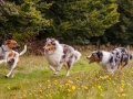 Hundemaedchen_Maggy_Gaia_Langhaarcollie_Border_Collie_Mischling_Wanderung_Hohesrodskopf_Hundefreunde_Forum_Vogelsberg_Spaziergang (46)