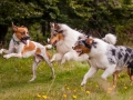 Hundemaedchen_Maggy_Gaia_Langhaarcollie_Border_Collie_Mischling_Wanderung_Hohesrodskopf_Hundefreunde_Forum_Vogelsberg_Spaziergang (47)