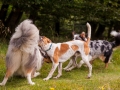 Hundemaedchen_Maggy_Gaia_Langhaarcollie_Border_Collie_Mischling_Wanderung_Hohesrodskopf_Hundefreunde_Forum_Vogelsberg_Spaziergang (50)