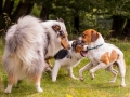 Hundemaedchen_Maggy_Gaia_Langhaarcollie_Border_Collie_Mischling_Wanderung_Hohesrodskopf_Hundefreunde_Forum_Vogelsberg_Spaziergang (51)
