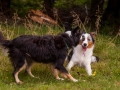 Hundemaedchen_Maggy_Gaia_Langhaarcollie_Border_Collie_Mischling_Wanderung_Hohesrodskopf_Hundefreunde_Forum_Vogelsberg_Spaziergang (57)