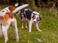 Hundemaedchen_Maggy_Gaia_Langhaarcollie_Border_Collie_Mischling_Wanderung_Hohesrodskopf_Hundefreunde_Forum_Vogelsberg_Spaziergang (59)