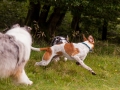 Hundemaedchen_Maggy_Gaia_Langhaarcollie_Border_Collie_Mischling_Wanderung_Hohesrodskopf_Hundefreunde_Forum_Vogelsberg_Spaziergang (60)