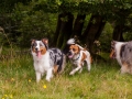 Hundemaedchen_Maggy_Gaia_Langhaarcollie_Border_Collie_Mischling_Wanderung_Hohesrodskopf_Hundefreunde_Forum_Vogelsberg_Spaziergang (62)