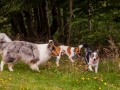 Hundemaedchen_Maggy_Gaia_Langhaarcollie_Border_Collie_Mischling_Wanderung_Hohesrodskopf_Hundefreunde_Forum_Vogelsberg_Spaziergang (66)