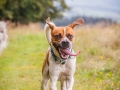 Hundemaedchen_Maggy_Gaia_Langhaarcollie_Border_Collie_Mischling_Wanderung_Hohesrodskopf_Hundefreunde_Forum_Vogelsberg_Spaziergang (69)