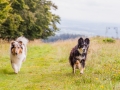 Hundemaedchen_Maggy_Gaia_Langhaarcollie_Border_Collie_Mischling_Wanderung_Hohesrodskopf_Hundefreunde_Forum_Vogelsberg_Spaziergang (71)