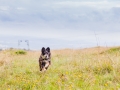 Hundemaedchen_Maggy_Gaia_Langhaarcollie_Border_Collie_Mischling_Wanderung_Hohesrodskopf_Hundefreunde_Forum_Vogelsberg_Spaziergang (74)