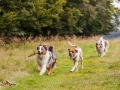 Hundemaedchen_Maggy_Gaia_Langhaarcollie_Border_Collie_Mischling_Wanderung_Hohesrodskopf_Hundefreunde_Forum_Vogelsberg_Spaziergang (80)