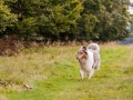 Hundemaedchen_Maggy_Gaia_Langhaarcollie_Border_Collie_Mischling_Wanderung_Hohesrodskopf_Hundefreunde_Forum_Vogelsberg_Spaziergang (83)