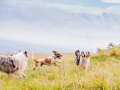 Hundemaedchen_Maggy_Gaia_Langhaarcollie_Border_Collie_Mischling_Wanderung_Hohesrodskopf_Hundefreunde_Forum_Vogelsberg_Spaziergang (87)