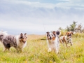Hundemaedchen_Maggy_Gaia_Langhaarcollie_Border_Collie_Mischling_Wanderung_Hohesrodskopf_Hundefreunde_Forum_Vogelsberg_Spaziergang (89)