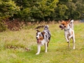 Hundemaedchen_Maggy_Gaia_Langhaarcollie_Border_Collie_Mischling_Wanderung_Hohesrodskopf_Hundefreunde_Forum_Vogelsberg_Spaziergang (94)