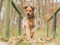 Hundemaedchen_Maggy_Gaia_Hundefreunde_Wanderung_Forum_Theo_Brooke_Smilla_Kito_Ulrichstein_Wandern_Spaziergang (110)