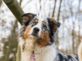 Hundemaedchen_Maggy_Gaia_Hundefreunde_Wanderung_Forum_Theo_Brooke_Smilla_Kito_Ulrichstein_Wandern_Spaziergang (113)