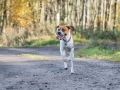 Hundemaedchen_Maggy_Gaia_Hundefreunde_Wanderung_Forum_Theo_Brooke_Smilla_Kito_Ulrichstein_Wandern_Spaziergang (12)