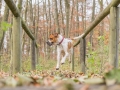 Hundemaedchen_Maggy_Gaia_Hundefreunde_Wanderung_Forum_Theo_Brooke_Smilla_Kito_Ulrichstein_Wandern_Spaziergang (127)