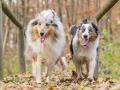 Hundemaedchen_Maggy_Gaia_Hundefreunde_Wanderung_Forum_Theo_Brooke_Smilla_Kito_Ulrichstein_Wandern_Spaziergang (132)