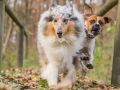 Hundemaedchen_Maggy_Gaia_Hundefreunde_Wanderung_Forum_Theo_Brooke_Smilla_Kito_Ulrichstein_Wandern_Spaziergang (143)