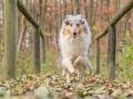 Hundemaedchen_Maggy_Gaia_Hundefreunde_Wanderung_Forum_Theo_Brooke_Smilla_Kito_Ulrichstein_Wandern_Spaziergang (147)