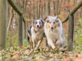 Hundemaedchen_Maggy_Gaia_Hundefreunde_Wanderung_Forum_Theo_Brooke_Smilla_Kito_Ulrichstein_Wandern_Spaziergang (156)