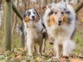 Hundemaedchen_Maggy_Gaia_Hundefreunde_Wanderung_Forum_Theo_Brooke_Smilla_Kito_Ulrichstein_Wandern_Spaziergang (158)