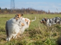 Hundemaedchen_Maggy_Gaia_Hundefreunde_Wanderung_Forum_Theo_Brooke_Smilla_Kito_Ulrichstein_Wandern_Spaziergang (16)