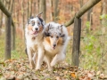 Hundemaedchen_Maggy_Gaia_Hundefreunde_Wanderung_Forum_Theo_Brooke_Smilla_Kito_Ulrichstein_Wandern_Spaziergang (167)