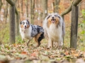 Hundemaedchen_Maggy_Gaia_Hundefreunde_Wanderung_Forum_Theo_Brooke_Smilla_Kito_Ulrichstein_Wandern_Spaziergang (171)