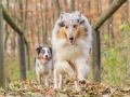 Hundemaedchen_Maggy_Gaia_Hundefreunde_Wanderung_Forum_Theo_Brooke_Smilla_Kito_Ulrichstein_Wandern_Spaziergang (174)