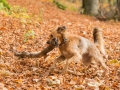 Hundemaedchen_Maggy_Gaia_Hundefreunde_Wanderung_Forum_Theo_Brooke_Smilla_Kito_Ulrichstein_Wandern_Spaziergang (178)
