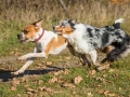 Hundemaedchen_Maggy_Gaia_Hundefreunde_Wanderung_Forum_Theo_Brooke_Smilla_Kito_Ulrichstein_Wandern_Spaziergang (21)