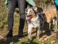 Hundemaedchen_Maggy_Gaia_Hundefreunde_Wanderung_Forum_Theo_Brooke_Smilla_Kito_Ulrichstein_Wandern_Spaziergang (59)