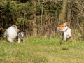 Hundemaedchen_Maggy_Gaia_Hundefreunde_Wanderung_Forum_Theo_Brooke_Smilla_Kito_Ulrichstein_Wandern_Spaziergang (60)